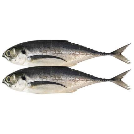 Fish - Cincaru