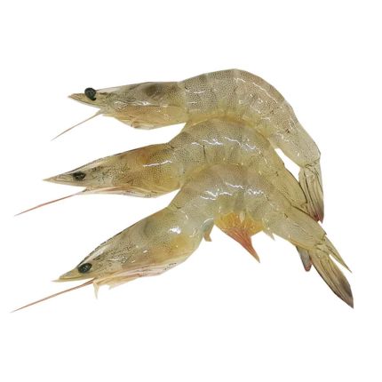 Fresh Prawn 1kg